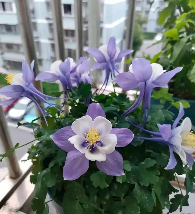 20種耐寒花,在冰天雪地開花,越冷花越多,凍凍苗更壯!