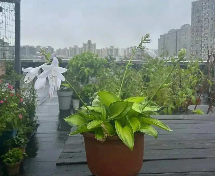 20種耐寒花,在冰天雪地開花,越冷花越多,凍凍苗更壯!