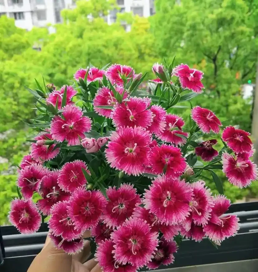 20種耐寒花,在冰天雪地開花,越冷花越多,凍凍苗更壯!