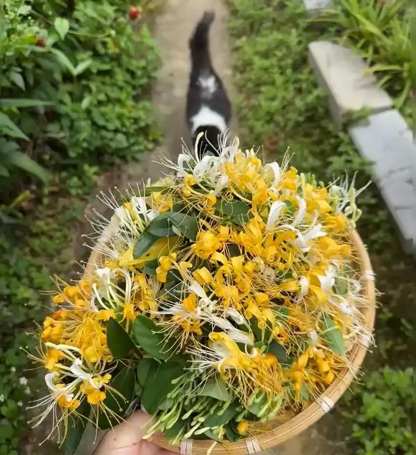 20種耐寒花,在冰天雪地開花,越冷花越多,凍凍苗更壯!