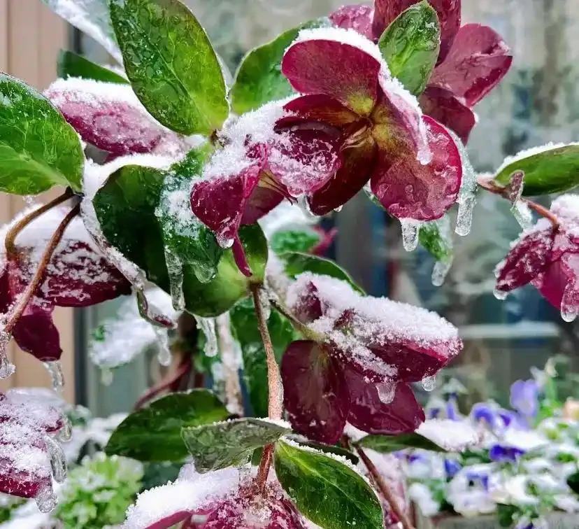 這花在冰天雪地開,零下15度凍不死,搬到室內反而不開花