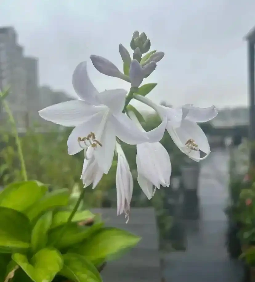 這花在冰天雪地開,零下15度凍不死,搬到室內反而不開花