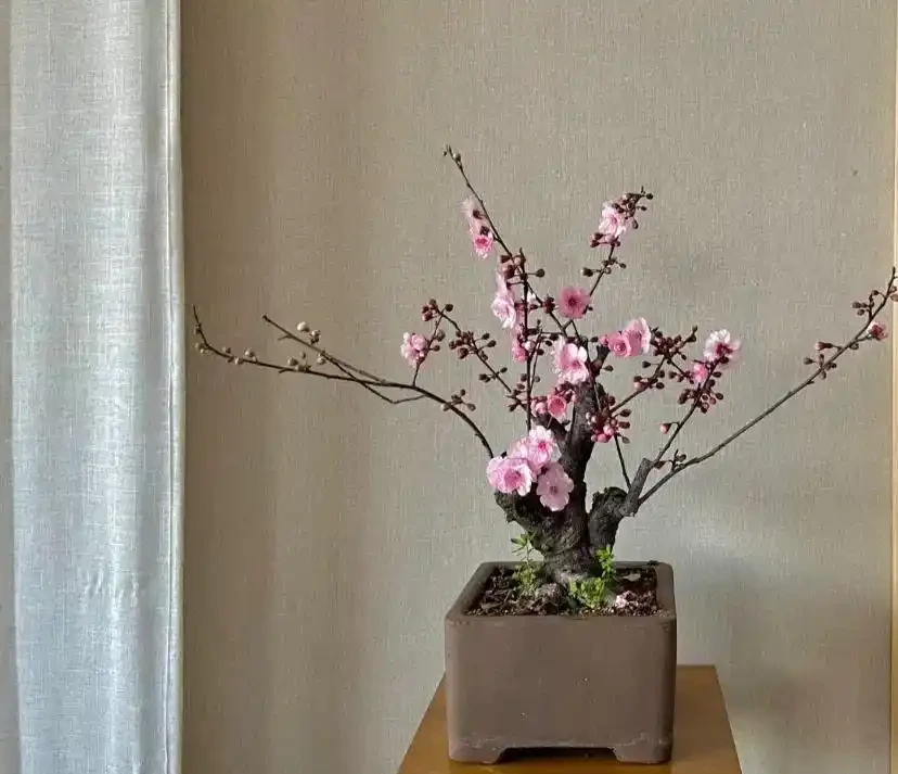 這花在冰天雪地開,零下15度凍不死,搬到室內反而不開花