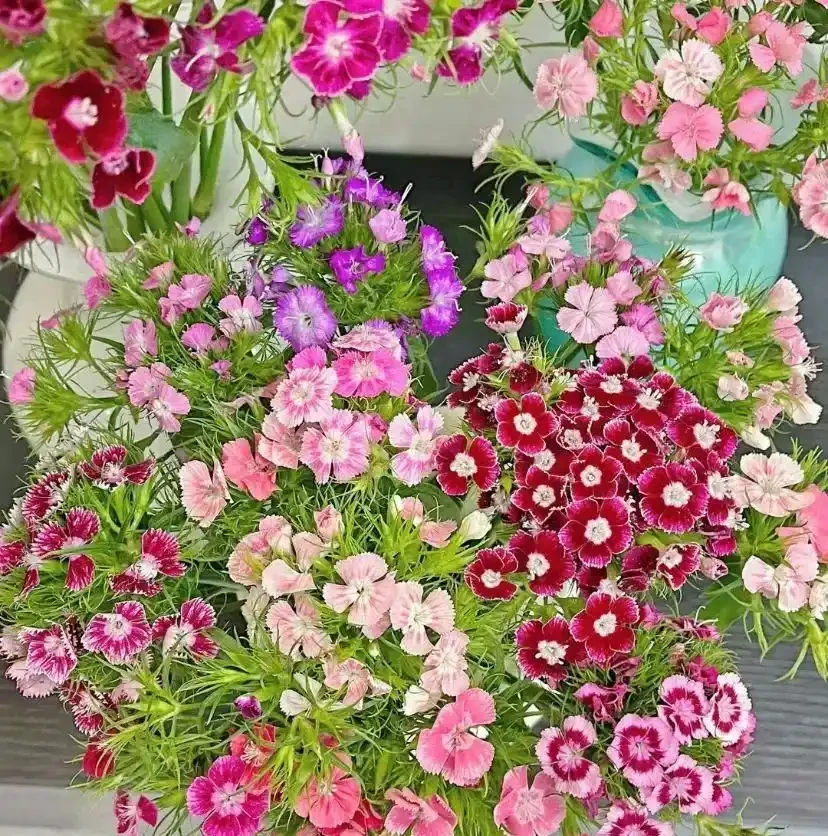 這花在冰天雪地開,零下15度凍不死,搬到室內反而不開花