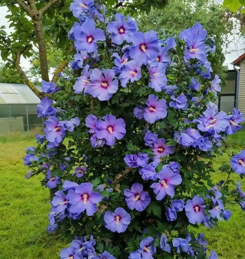 這花在冰天雪地開,零下15度凍不死,搬到室內反而不開花