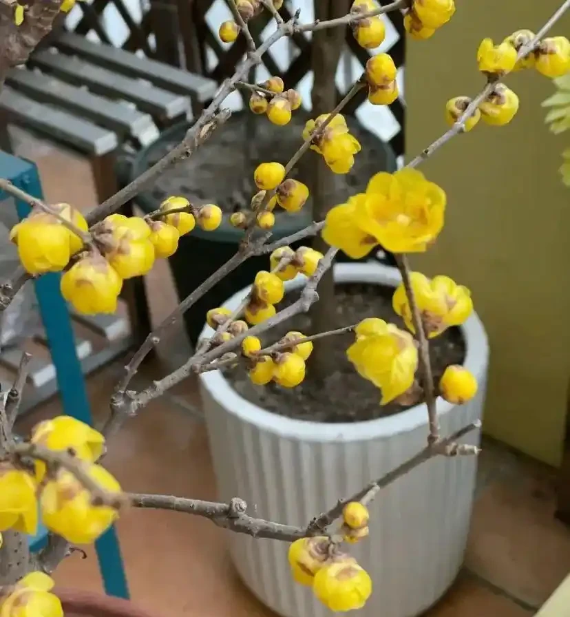 這花在冰天雪地開,零下15度凍不死,搬到室內反而不開花