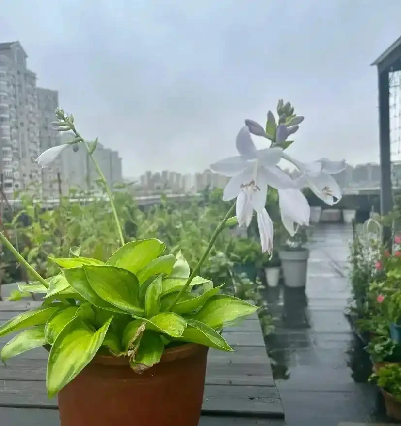 這花在冰天雪地開,零下15度凍不死,搬到室內反而不開花