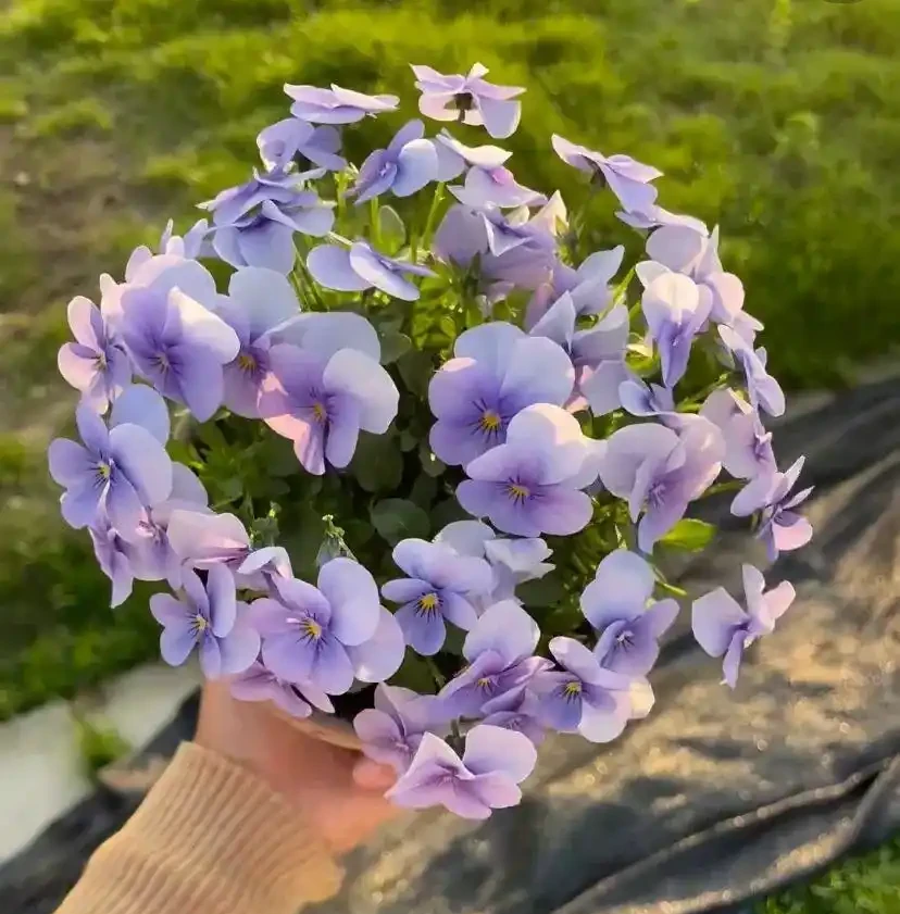這花在冰天雪地開,零下15度凍不死,搬到室內反而不開花