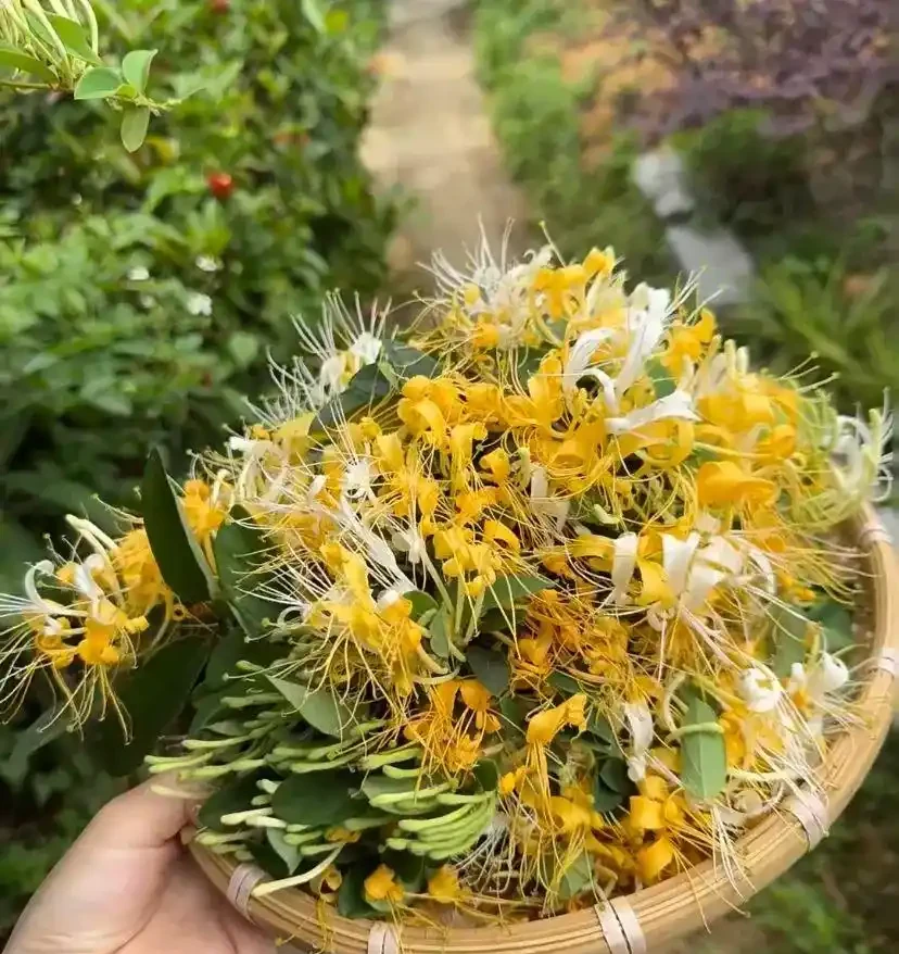 這花在冰天雪地開,零下15度凍不死,搬到室內反而不開花