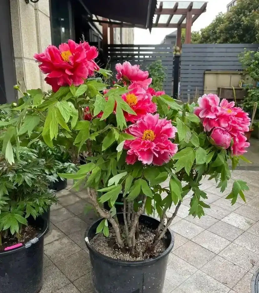 這花在冰天雪地開,零下15度凍不死,搬到室內反而不開花