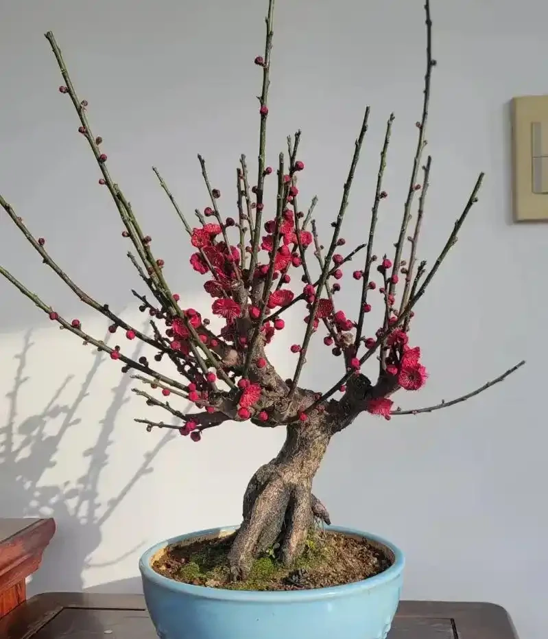 這花在冰天雪地開,零下15度凍不死,搬到室內反而不開花