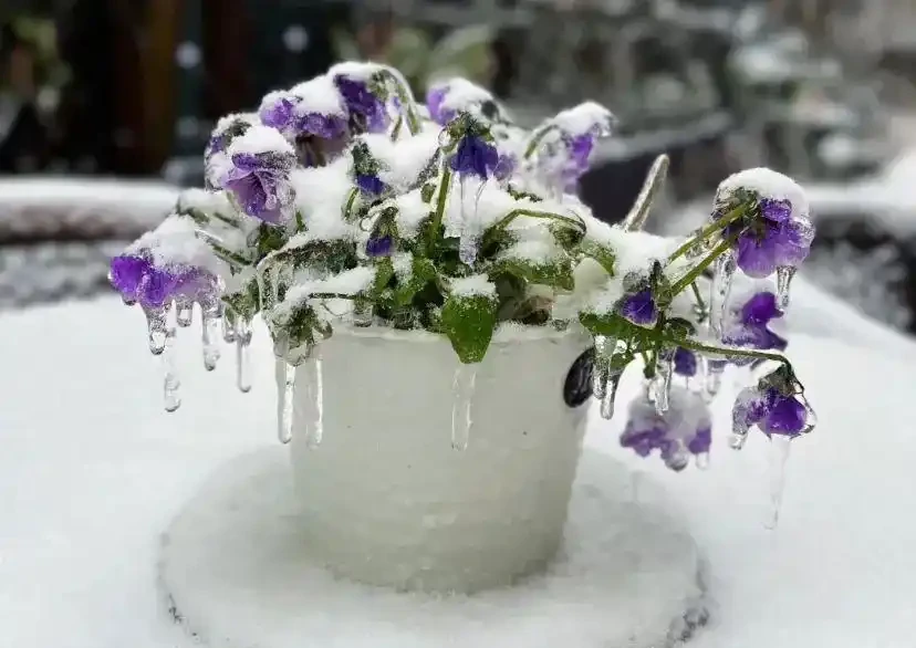 這花在冰天雪地開,零下15度凍不死,搬到室內反而不開花