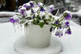 這花在冰天雪地開，零下15度凍不死，搬到室內反而不開花