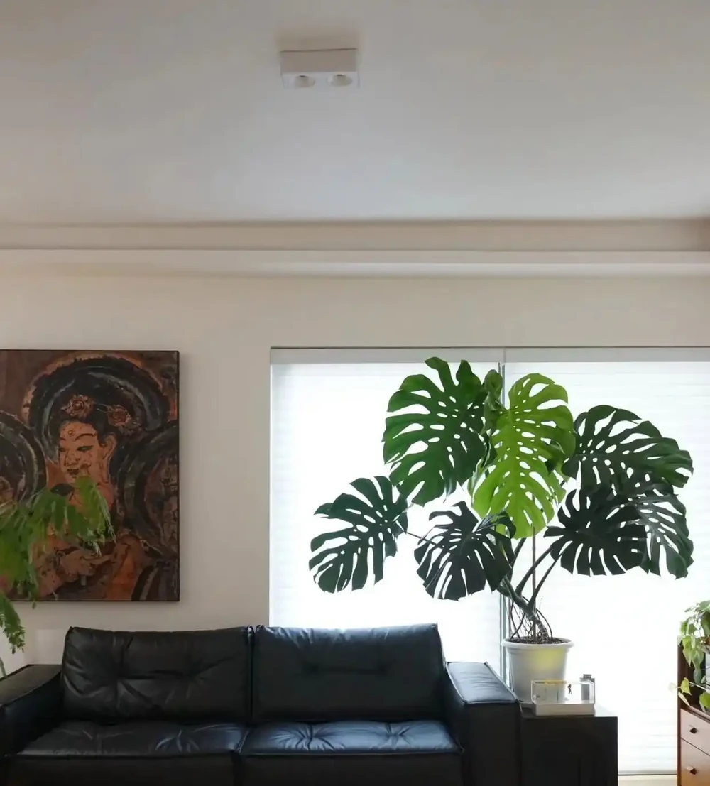 6種公認的「鎮宅花」,養在客廳一花成景,人見人誇,絕了