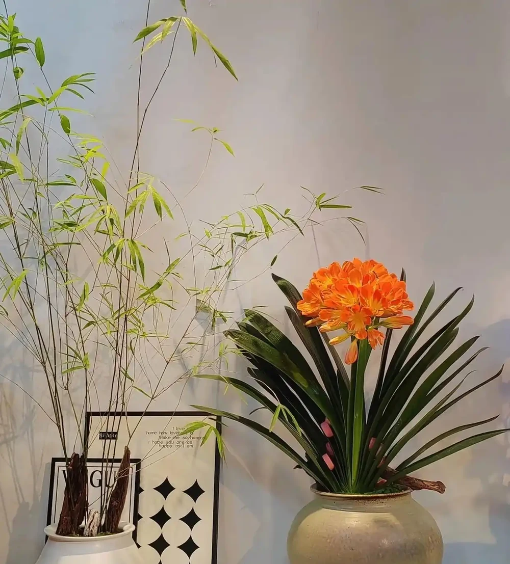 6種公認的「鎮宅花」,養在客廳一花成景,人見人誇,絕了