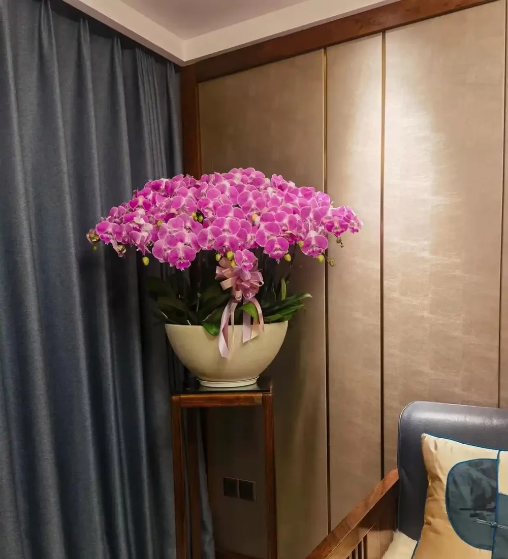 6種公認的「鎮宅花」,養在客廳一花成景,人見人誇,絕了