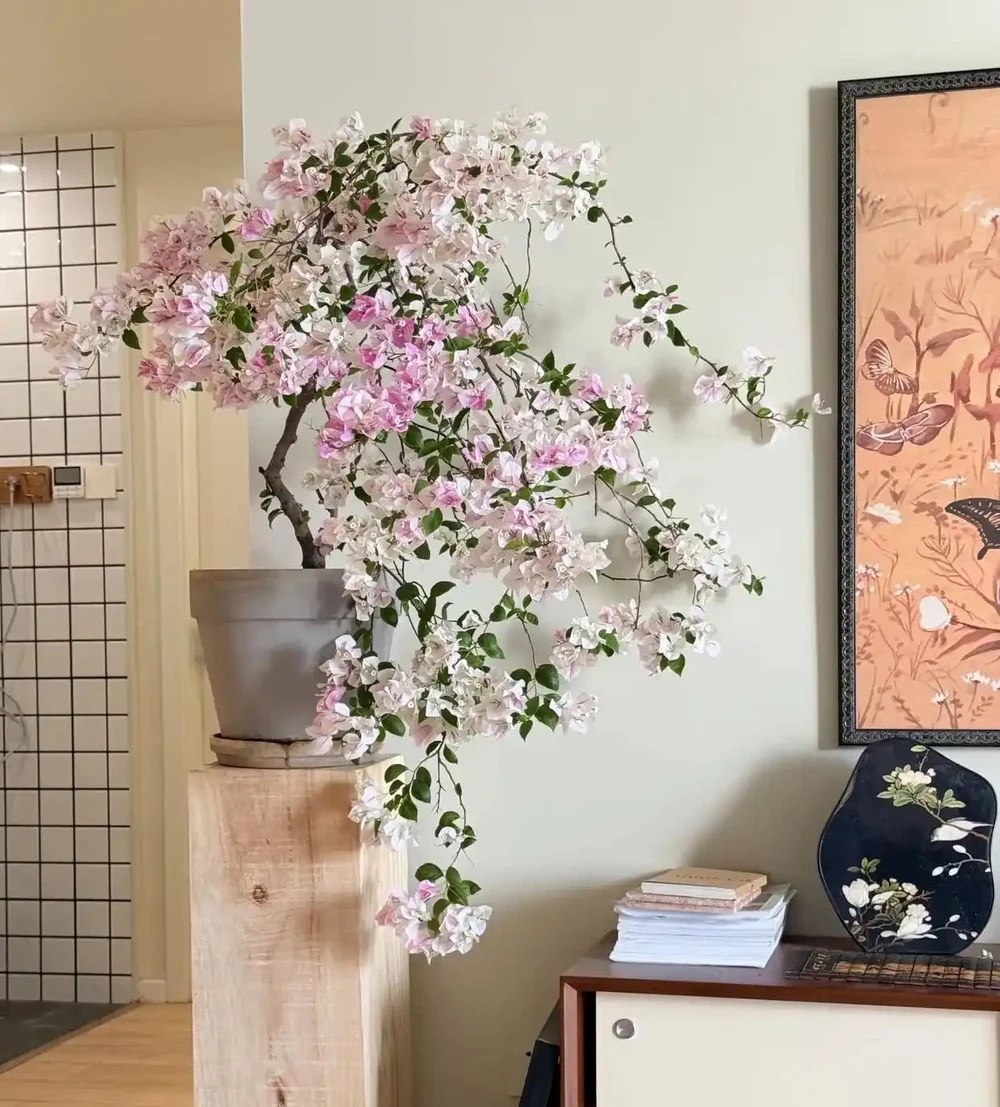 6種公認的「鎮宅花」,養在客廳一花成景,人見人誇,絕了