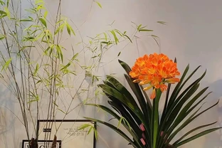 6種公認的「鎮宅花」，養在客廳一花成景，人見人誇，絕了