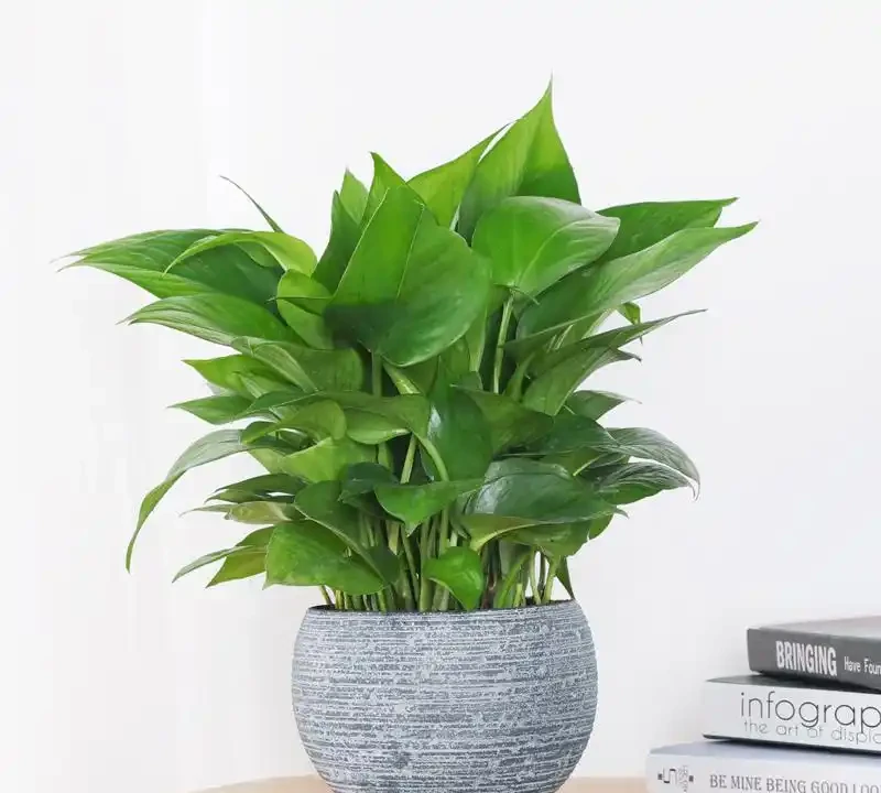 黃金葛放房間有什麼好處
