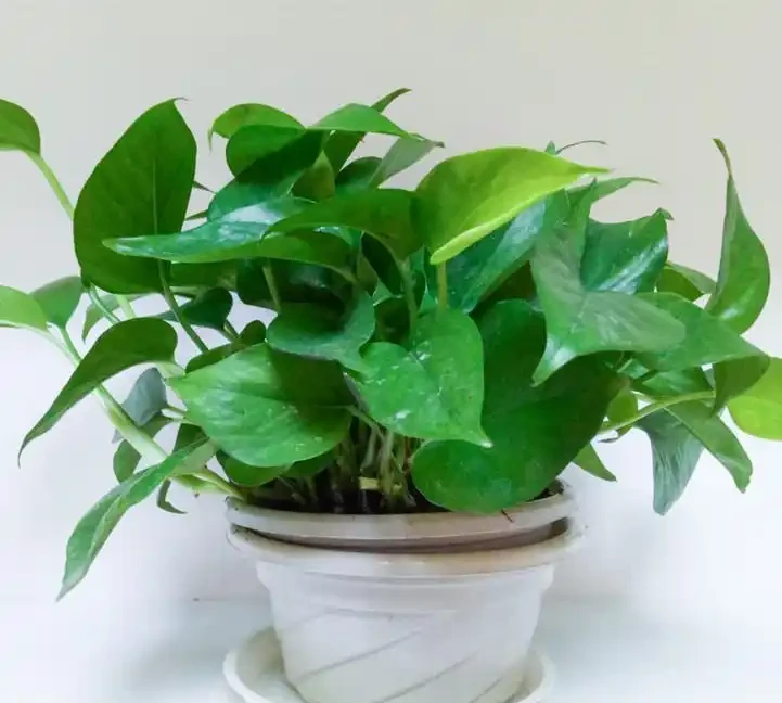 黃金葛放房間有什麼好處