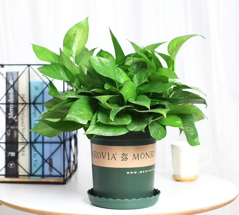 黃金葛放房間有什麼好處