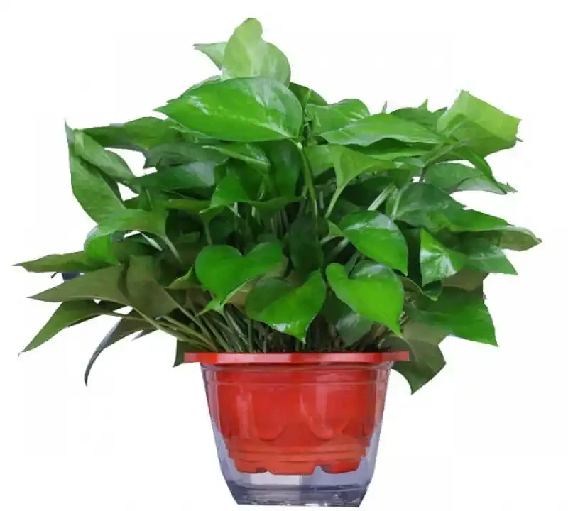 黃金葛放房間有什麼好處