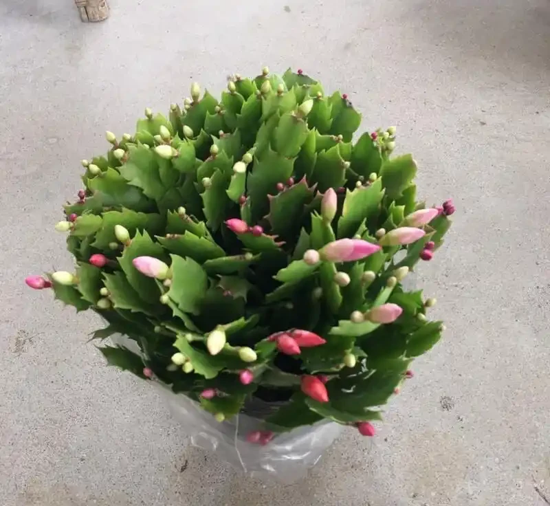 最適合放臥室的十種花