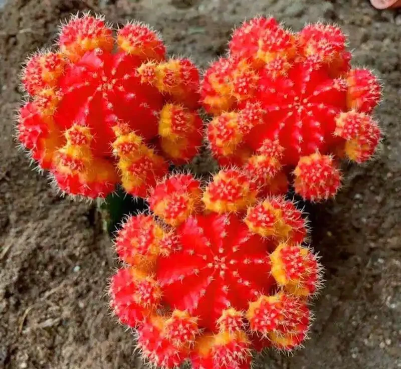 最適合放臥室的十種花