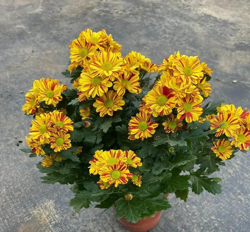 4種「耐寒花」,冬天千萬「別搬進屋」,狠心凍一凍才能順利開花