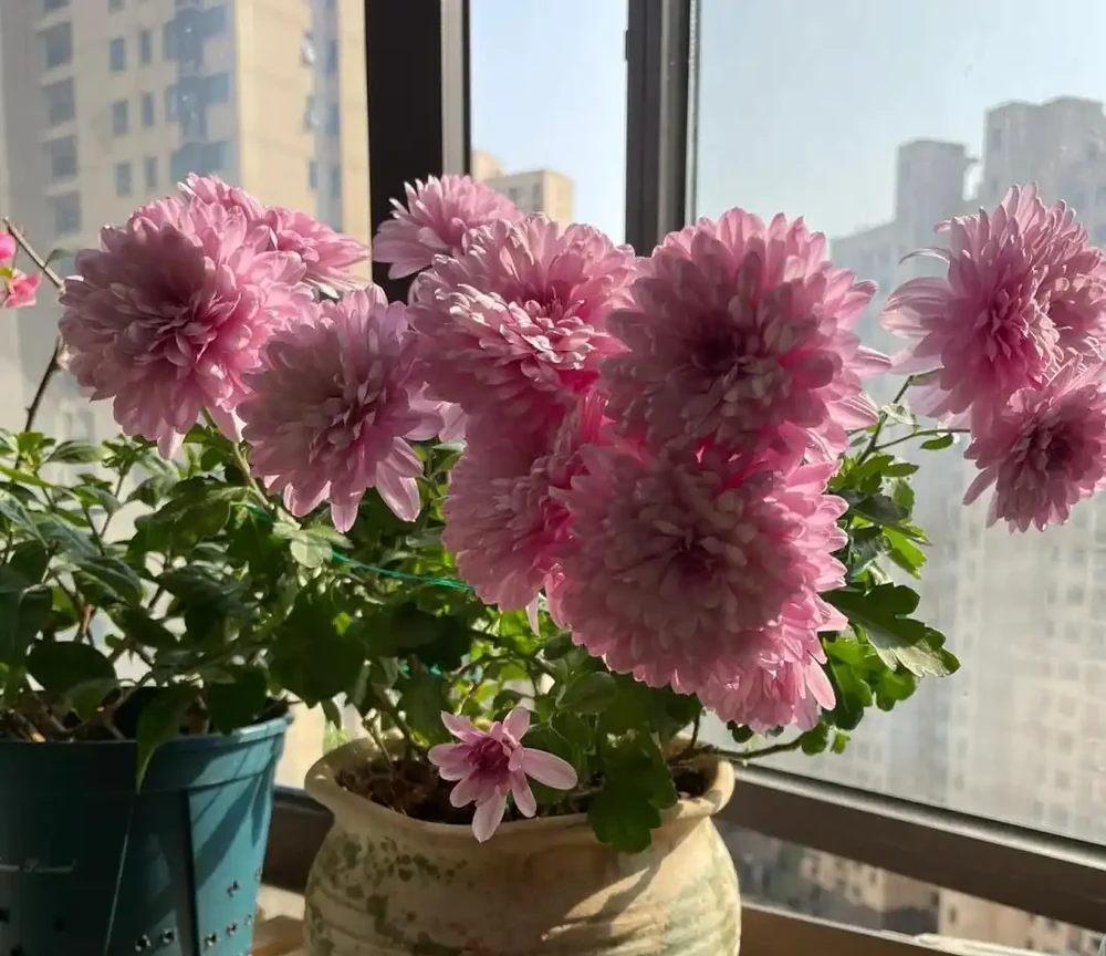 4種「耐寒花」,冬天千萬「別搬進屋」,狠心凍一凍才能順利開花