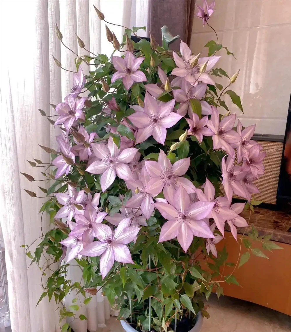 4種「耐寒花」,冬天千萬「別搬進屋」,狠心凍一凍才能順利開花