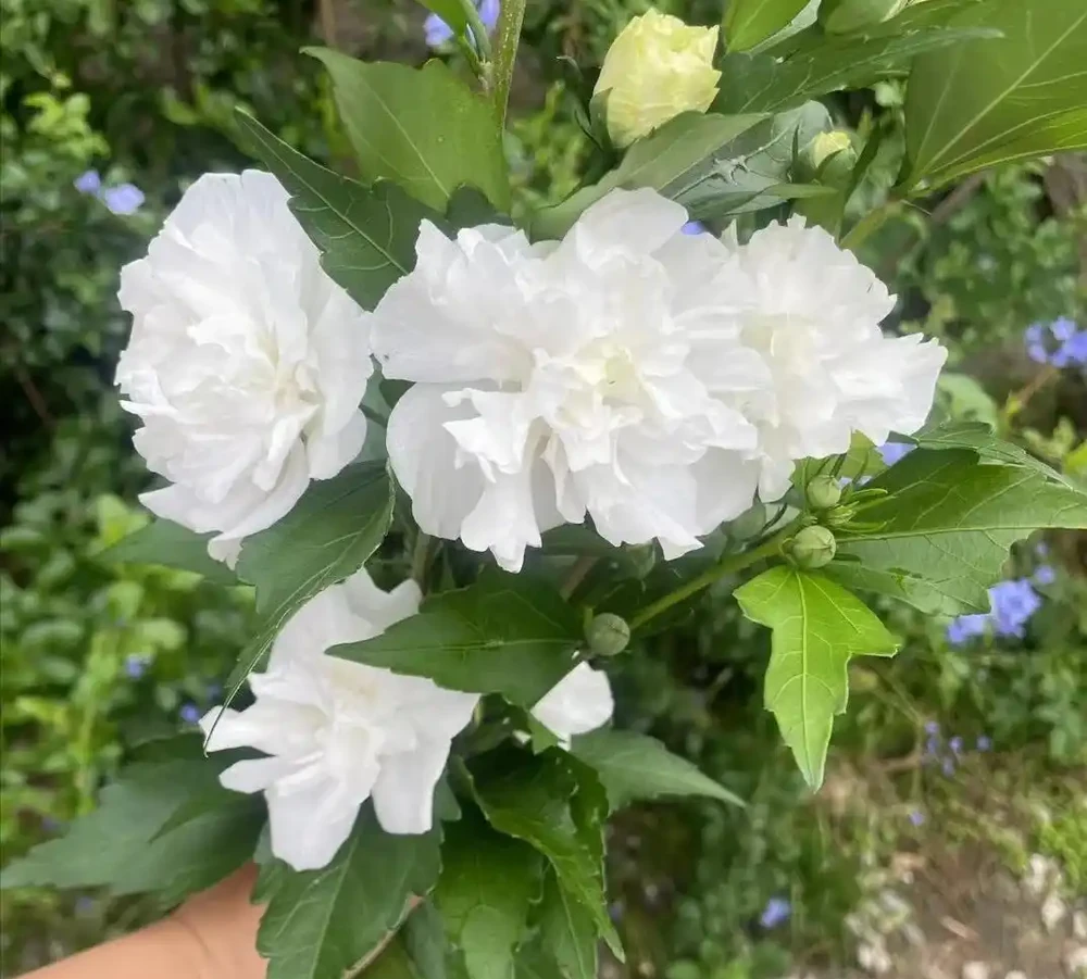 4種「耐寒花」,冬天千萬「別搬進屋」,狠心凍一凍才能順利開花