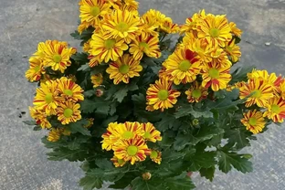 4種「耐寒花」，冬天千萬「別搬進屋」，狠心凍一凍才能順利開花