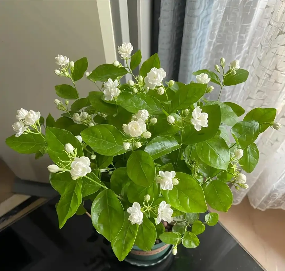 聰明的人只養4種花,難怪身體棒又富貴!看看你家有沒有?