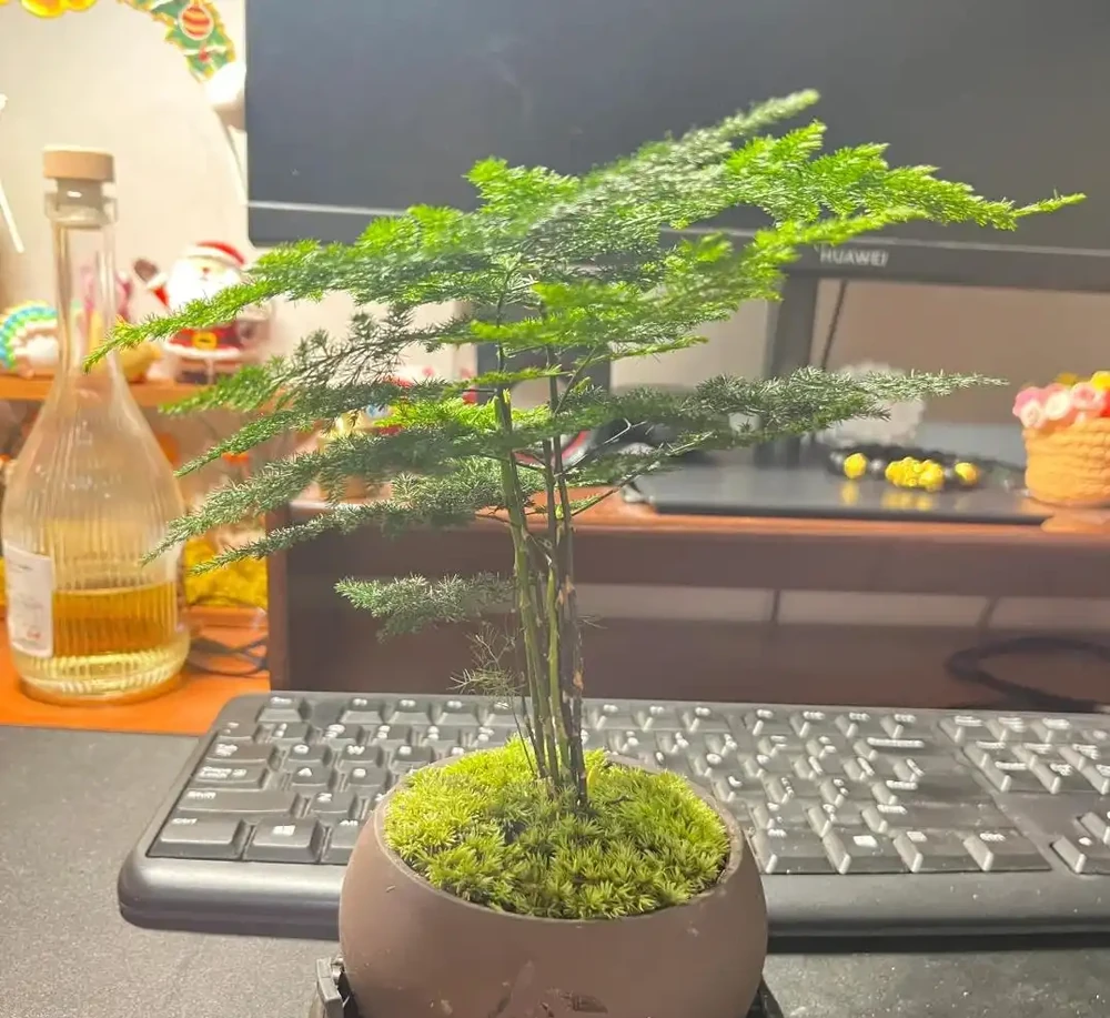 聰明的人只養4種花,難怪身體棒又富貴!看看你家有沒有?
