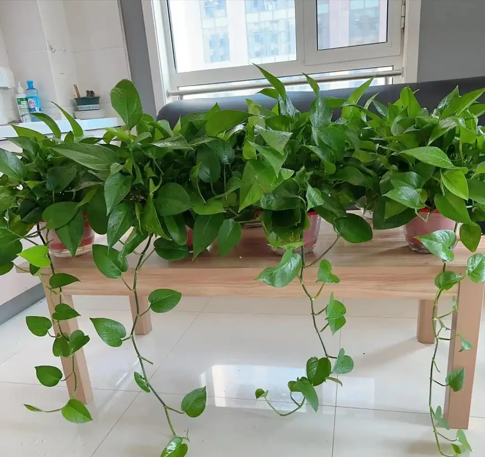 聰明的人只養4種花,難怪身體棒又富貴!看看你家有沒有?