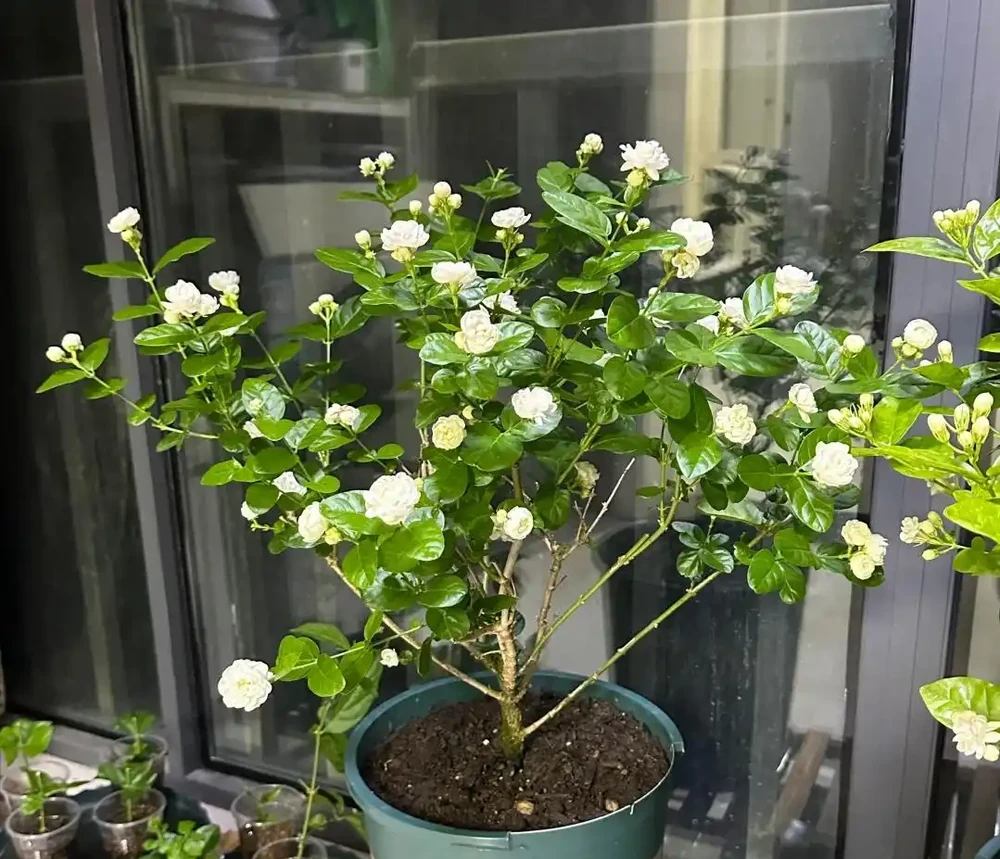 聰明的人只養4種花,難怪身體棒又富貴!看看你家有沒有?