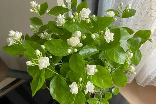 聰明的人只養4種花，難怪身體棒又富貴！看看你家有沒有？