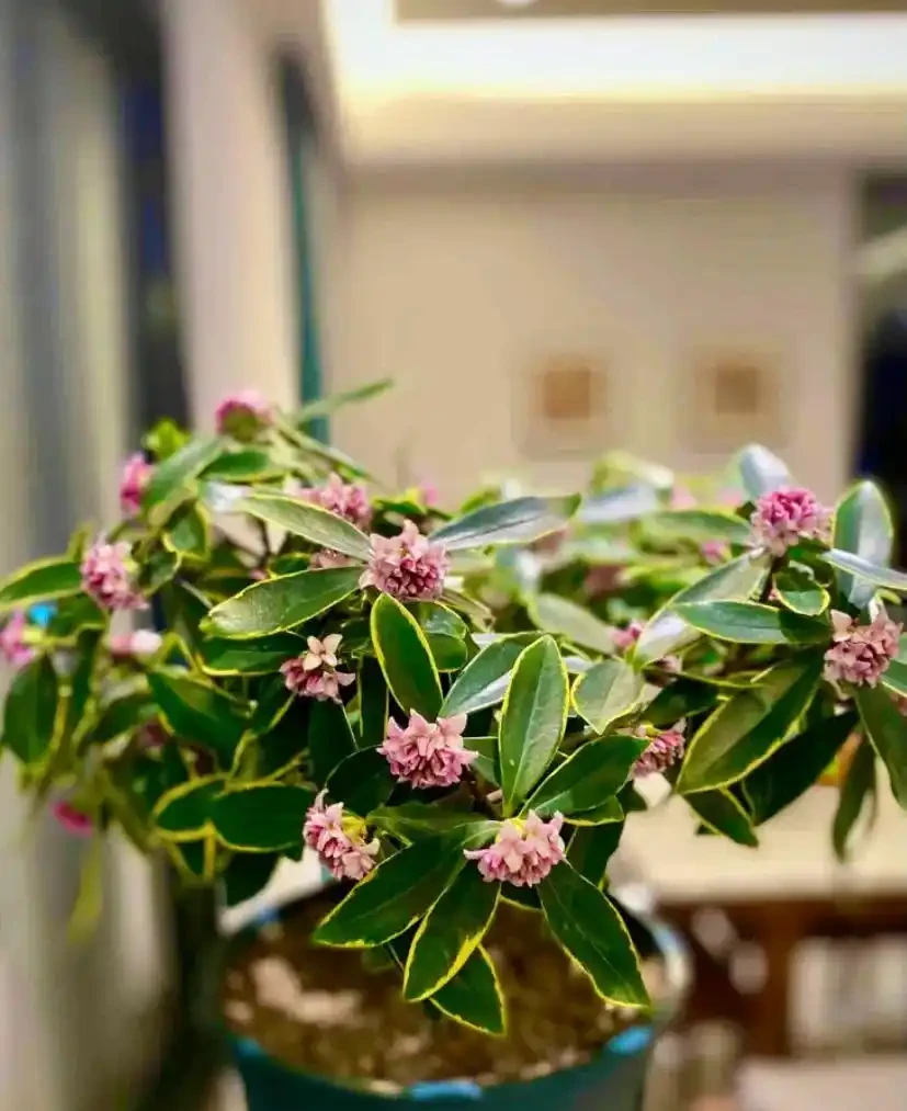 家中必養3盆花，養人又養家的年宵花，好看、好香、好寓意！