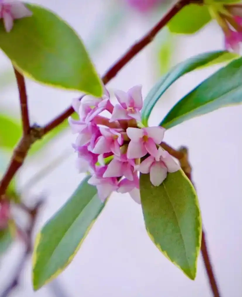 家中必養3盆花，養人又養家的年宵花，好看、好香、好寓意！