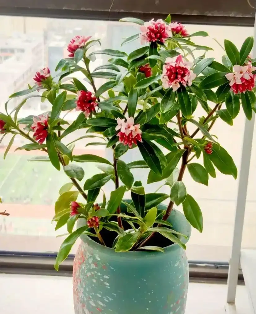 家中必養3盆花，養人又養家的年宵花，好看、好香、好寓意！