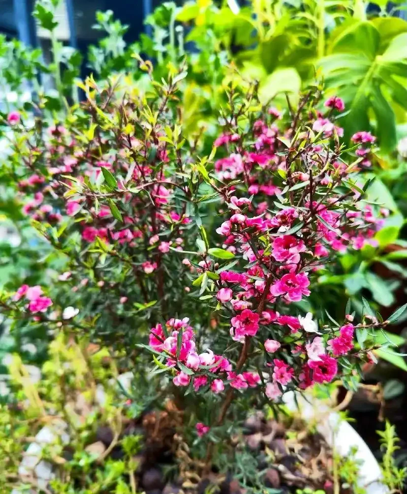 家中必養3盆花，養人又養家的年宵花，好看、好香、好寓意！