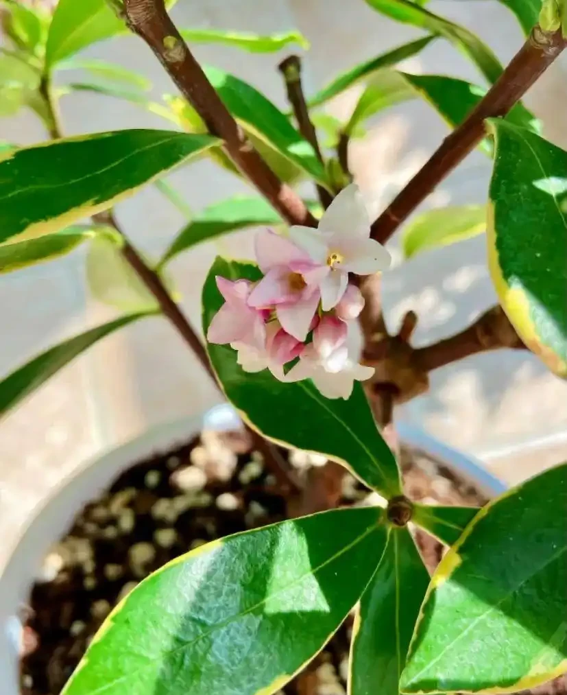 家中必養3盆花，養人又養家的年宵花，好看、好香、好寓意！