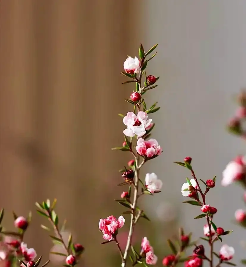 家中必養3盆花，養人又養家的年宵花，好看、好香、好寓意！