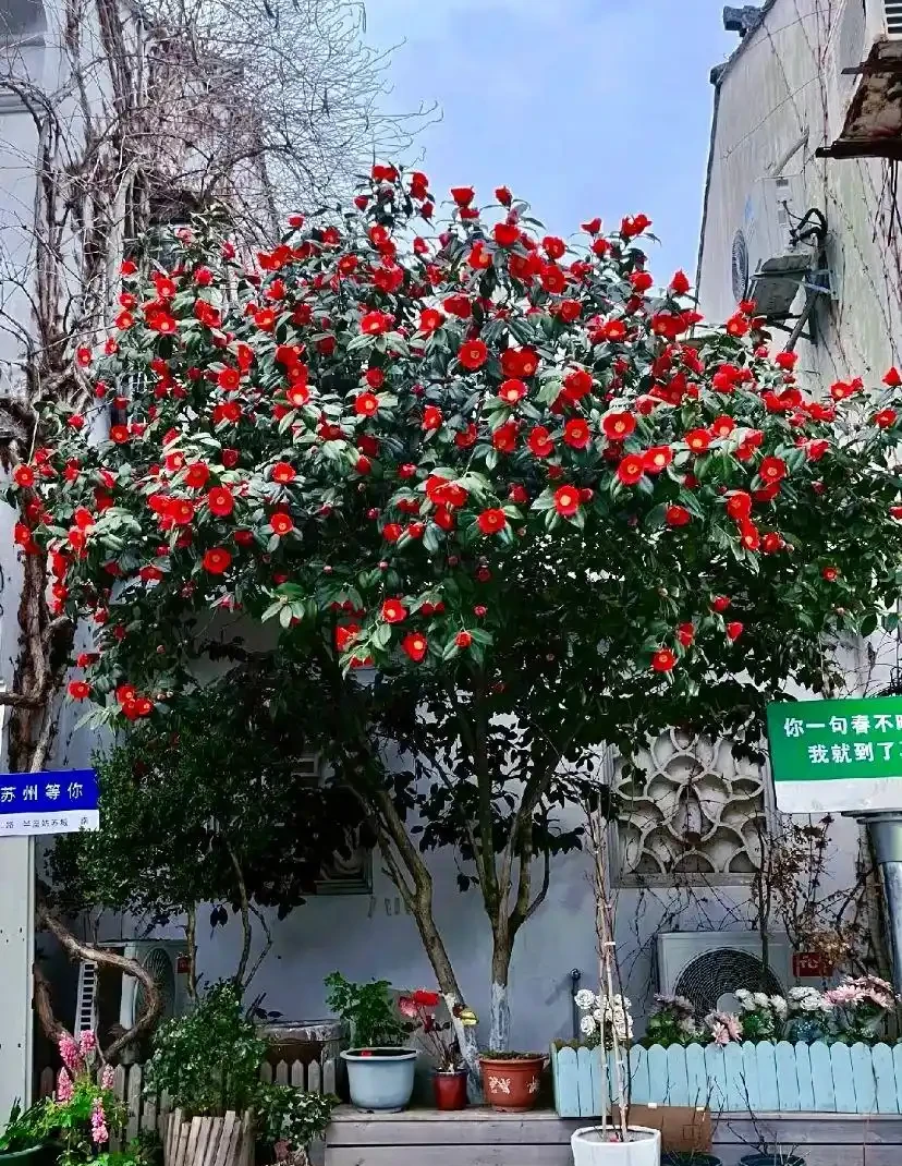 家中必養3盆花，養人又養家的年宵花，好看、好香、好寓意！