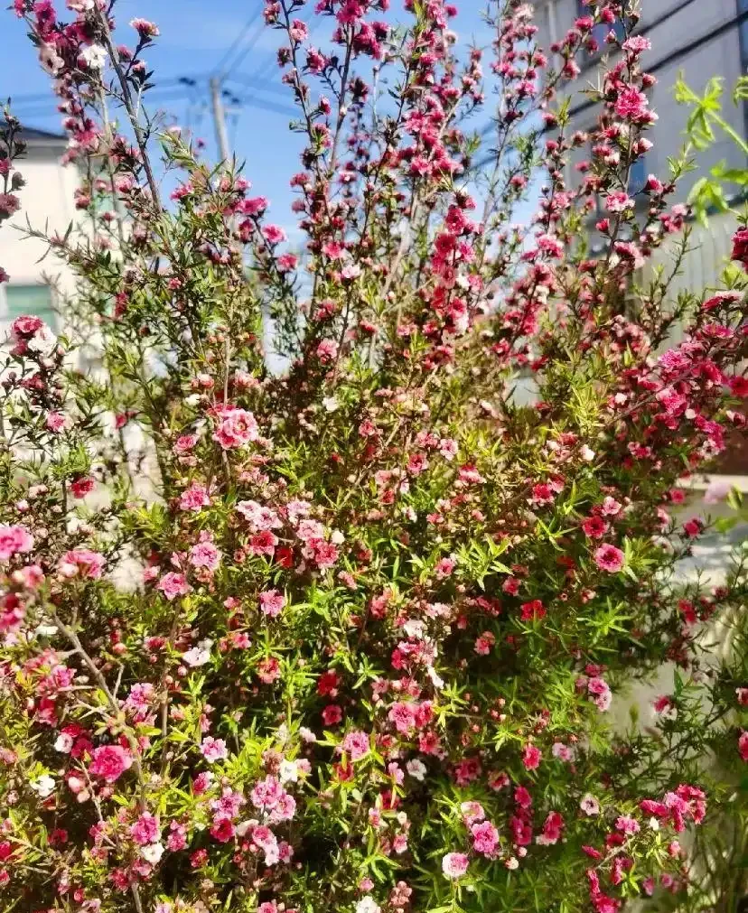 家中必養3盆花，養人又養家的年宵花，好看、好香、好寓意！