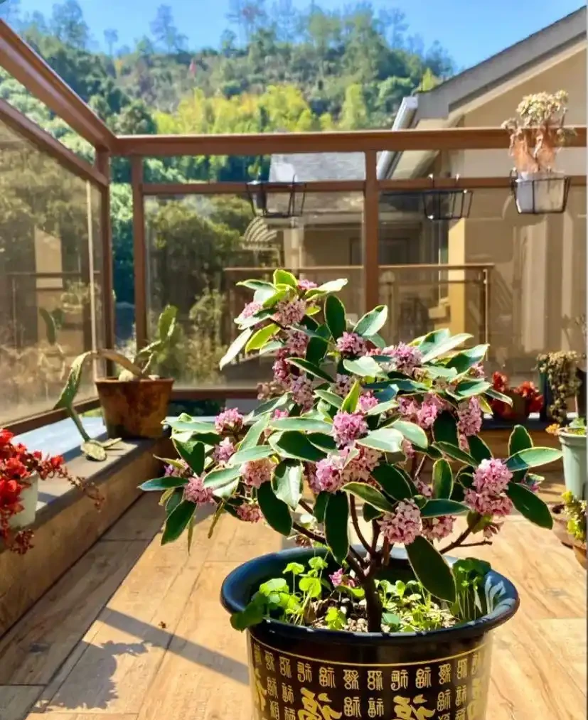 家中必養3盆花，養人又養家的年宵花，好看、好香、好寓意！