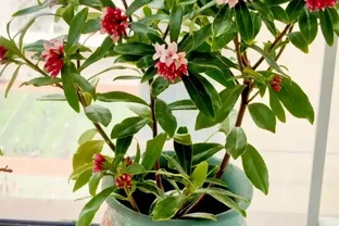 家中必養3盆花，養人又養家的年宵花，好看、好香、好寓意！