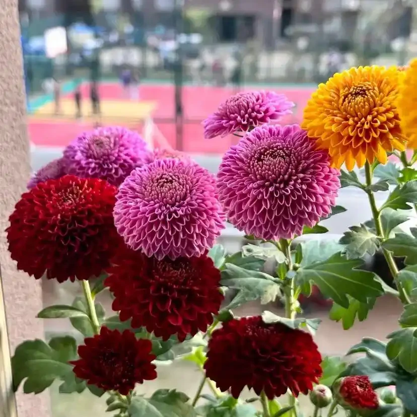 能開2個月的花，長得太標緻，被誤以為是假花，誰見都要掐一下