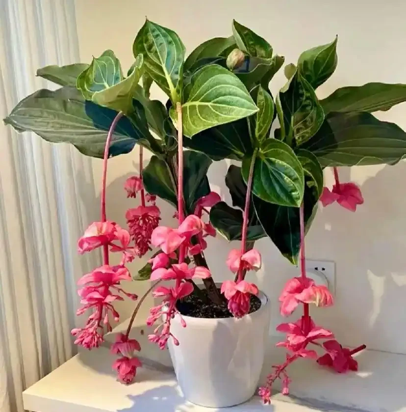 能開2個月的花，長得太標緻，被誤以為是假花，誰見都要掐一下